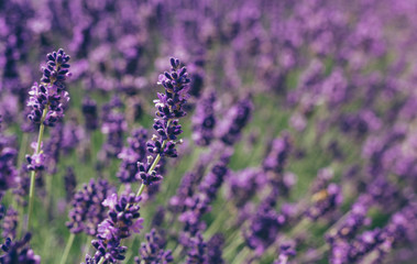 Lavender Field in the summer
