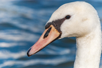 Swan head detail macro front side eye
