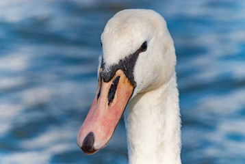 Swan head detail macro front side eye