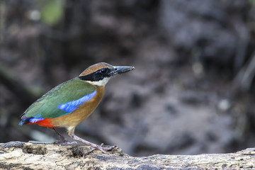 Mangrove Pitta side profile