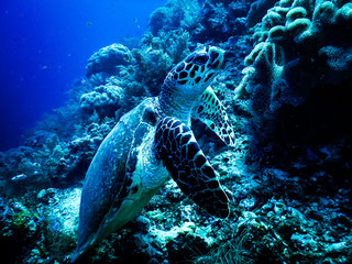The tiny turtle