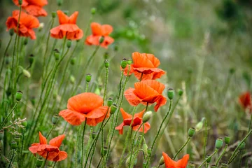Papier Peint photo Coquelicots red poppy flowers among the grass