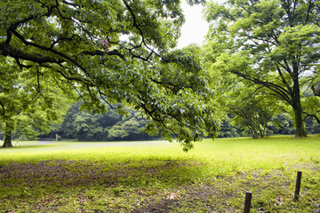Old tree in Yoyogi Park in Tokyo