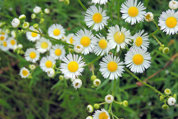 Fototapeta premium Daisies in the field