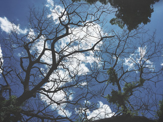 Branches of tree with sky