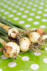 Fresh young onions on the table