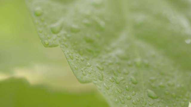 Wet green leaves. Film clip with slow sliding motion. Concept of nature, growth and ecology.