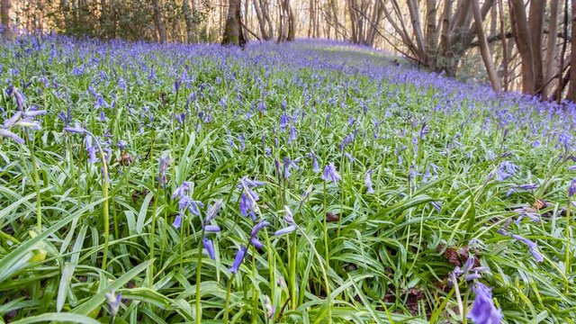 Blubells in spring forest, United Kingdom - 4K tilting timelapse