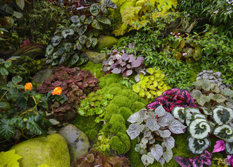 Field of different plant
