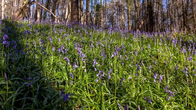 Blubells in spring forest, United Kingdom - 4K motion timelapse