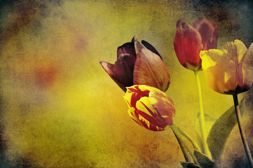 tulpen textur nostalgisch