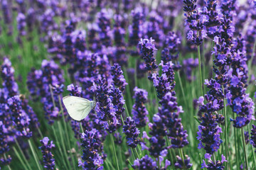 Small Cabbage White butterfly feeding on lavender flowers