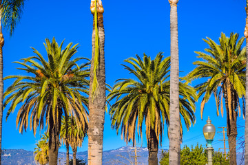 Palm trees at Santa Monica beach in the blue sunny sky. Fashion, travel, summer, vacation and tropical beach concept.
