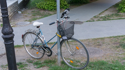 Fototapeta na wymiar crow perched on bicycle