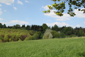 Friedliche Naturlandschaft am Wald mit Weidezaun im Frühling