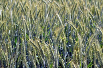 schimmernder Weizen im Sonnenlichtr