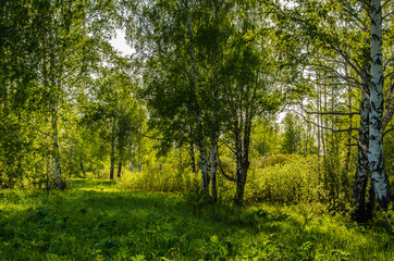 Fototapeta na wymiar birch forest covered with green foliage .