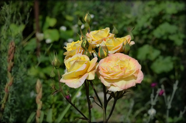 Orange yellow roses in the garden