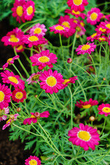 Fototapeta premium pink daisies