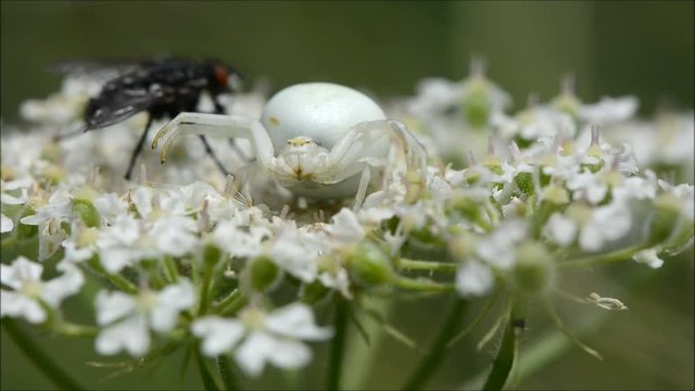 Misumena vatia crab spider and potential prey. A female spider in the family Thomisidae, alert as large fly approaches almost within striking distance
