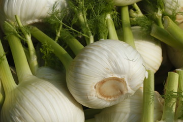 Frischer Fenchel (Foeniculum Vulgare) auf einem Marktstand, Bremen, Deutschland, Europa