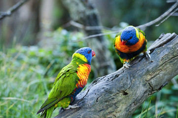 beautiful Rainbow Lorikeet
