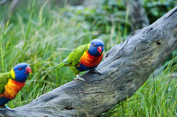 beautiful Rainbow Lorikeet