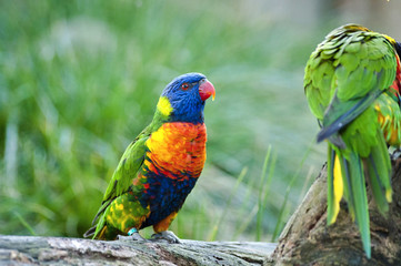 beautiful Rainbow Lorikeet
