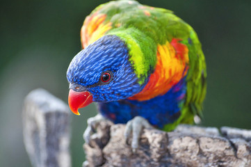 beautiful Rainbow Lorikeet