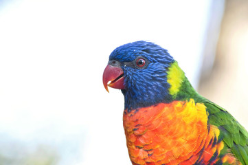 beautiful Rainbow Lorikeet