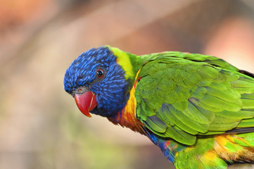 beautiful Rainbow Lorikeet