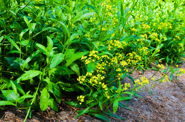 Beautiful yellow flowers in the forest