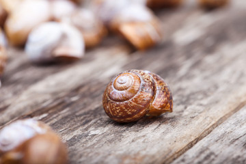 abstract photo of a spiral snail on wooden surface