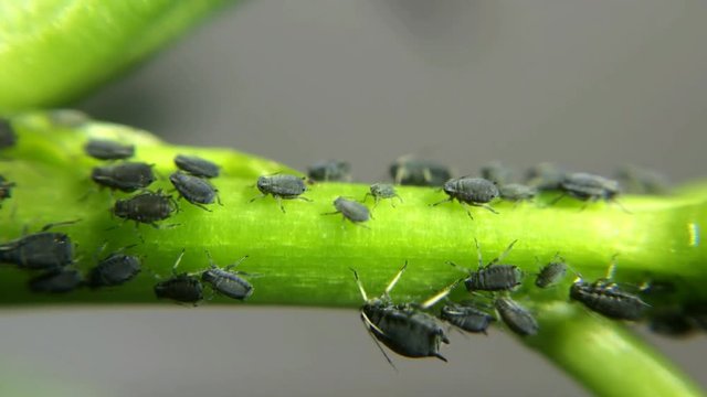 Blattl&auml;use mit Ameise auf einer Pflanze