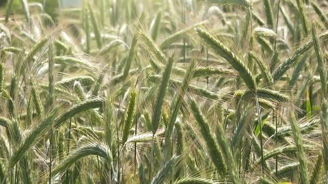 Cultivated rye field on spring day