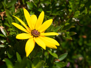 Cone flower