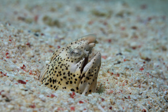 Marbled snake eel 