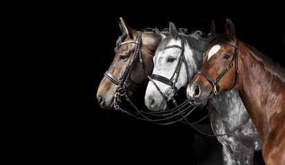 Pferde collage schwarzer Hintergrund