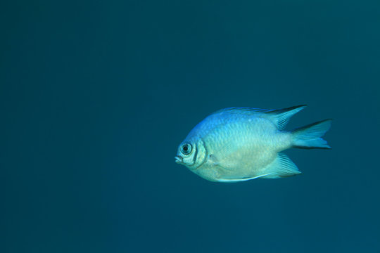 Whitebelly Damsel Fish 