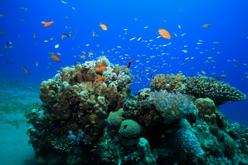 Naklejka na ściany i meble Tropical coral reef and colorful fish in the red sea 