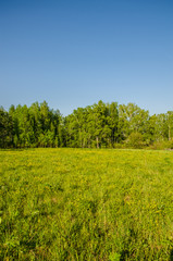 birch forest covered with green foliage .