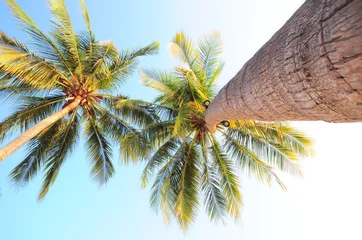Crédence de cuisine en verre imprimé Palmier Gros plan des cocotiers du tronc à la cime des arbres, concept de vacances d& 39 été heureux et idée de vue des yeux de ver