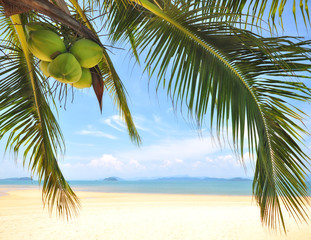 Coconut palm trees with coconuts on tropical beach background at Phayam island in Ranong province, Thailand. Happy summer holiday concept