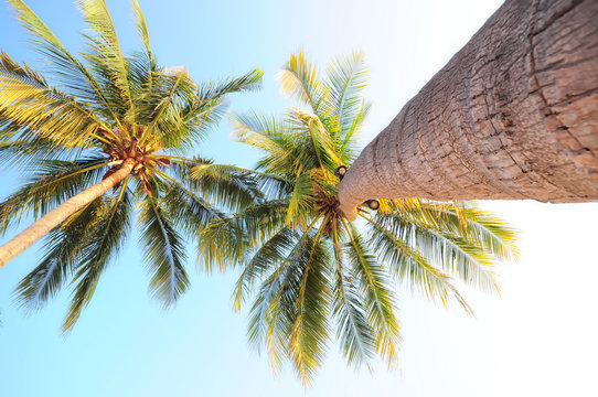 Close-up coconut palm trees from trunk to treetop, happy summer holiday concept and worm’s eyes view idea