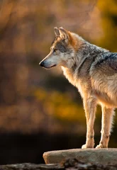 Zelfklevend Fotobehang Wolf Mexicaanse grijze wolf (Canis lupus)