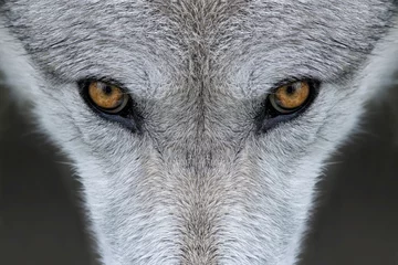 Crédence en verre imprimé Loup Yeux de loup gris sauvage dans le Wyoming