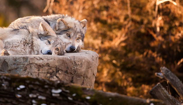 Fototapeta Pair of Mexican gray wolves relaxing on large rock
