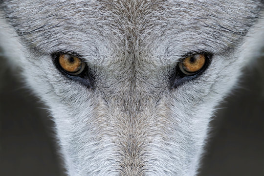 Wild gray wolf eyes in Wyoming