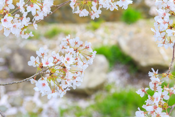 美甘宿場桜 -旧出雲街道美甘宿の町裏の新庄川堤防に咲く桜並木-