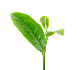 Tea leaf isolated on the white background